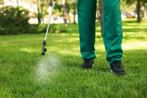 Best Affordable Pest Control Services  in Pine Valley, CA
