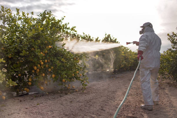 Best Commercial Pest Control Services  in Pine Valley, CA