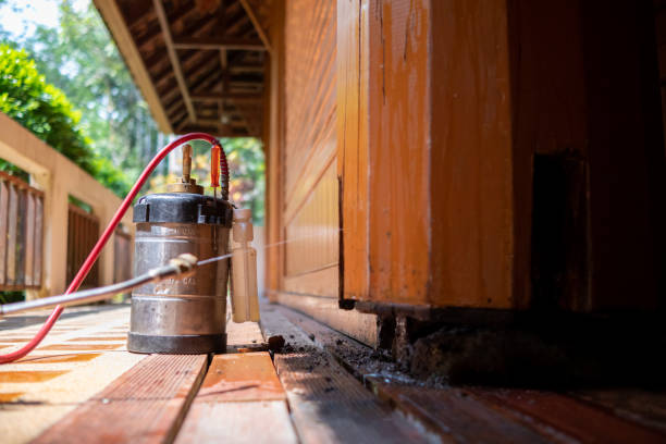 Best Affordable Pest Control Services  in Pine Valley, CA