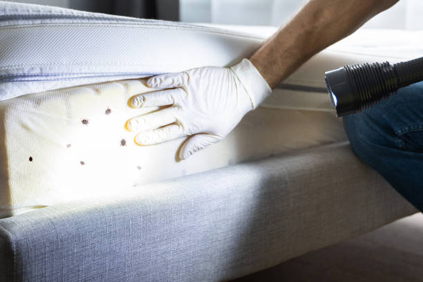 Best Pest Inspection Near Me  in Pine Valley, CA