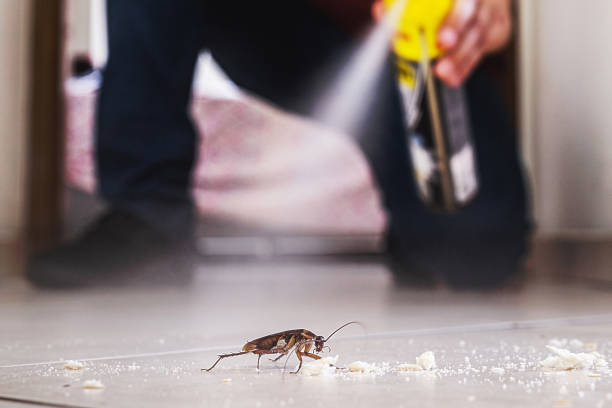 Best Mosquito Control Services  in Pine Valley, CA